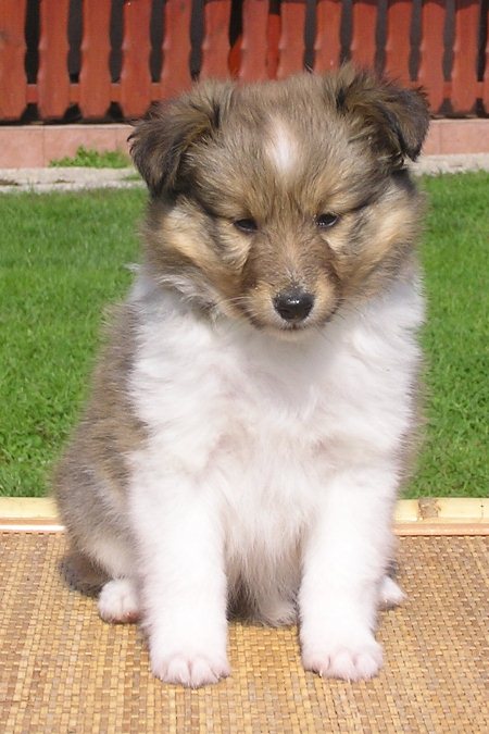 Naši mladički olympus digital camera