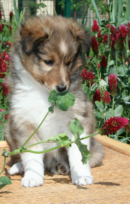 Naši mladički calluna 1