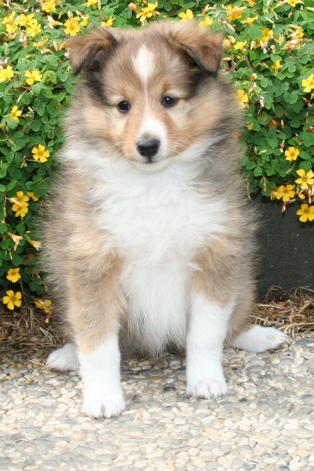 Naši mladički canna 1