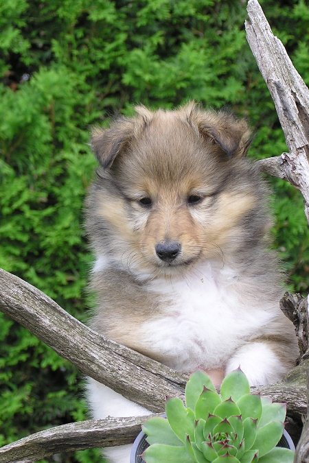 Naši mladički olympus digital camera