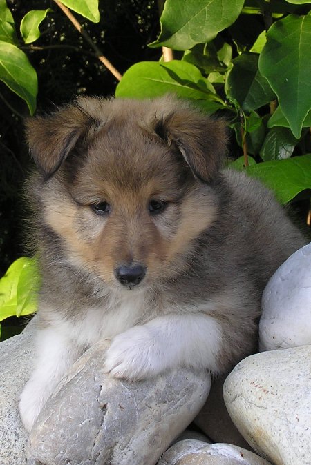 Naši mladički olympus digital camera