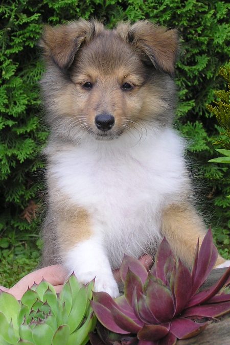 Naši mladički olympus digital camera