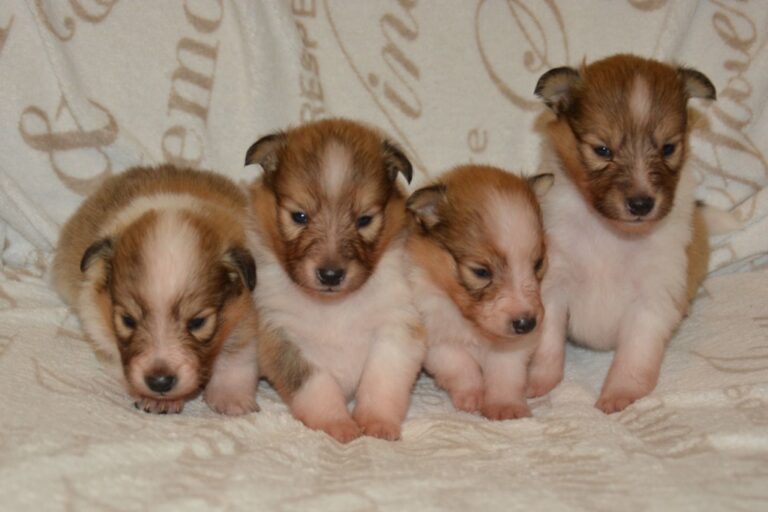 Naši mladički leglo z 211226 03 1 1024x683