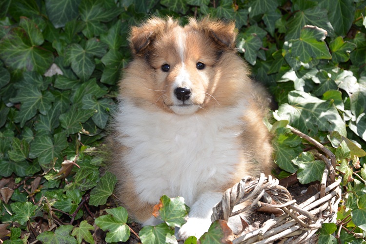 Naši mladički peony 150329 07