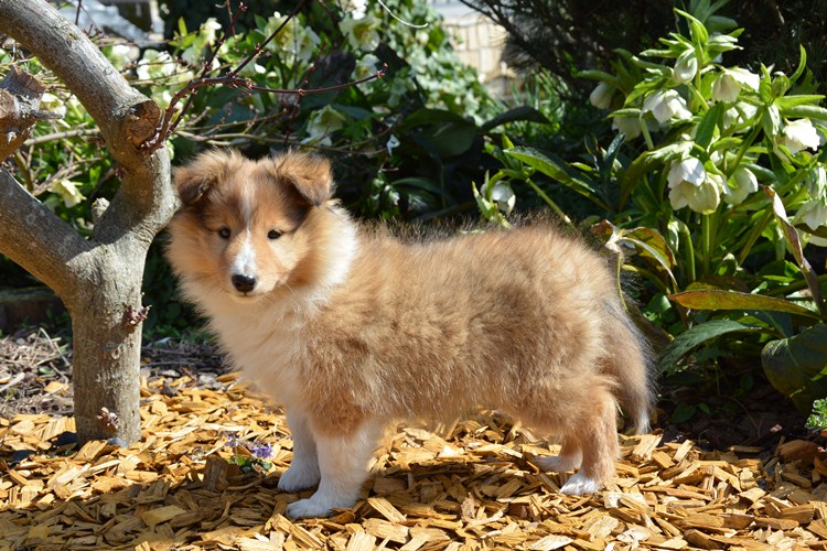 Naši mladički peony 150329 13