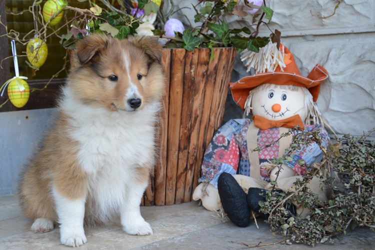 Naši mladički peony 150329 19