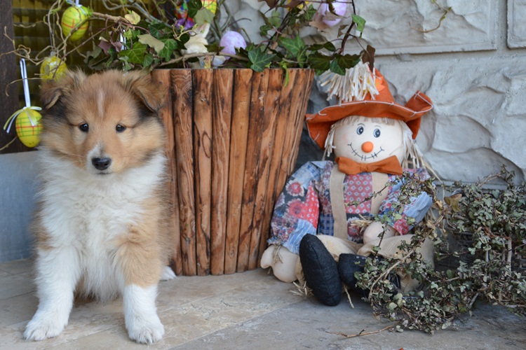 Naši mladički pitt 150329 03