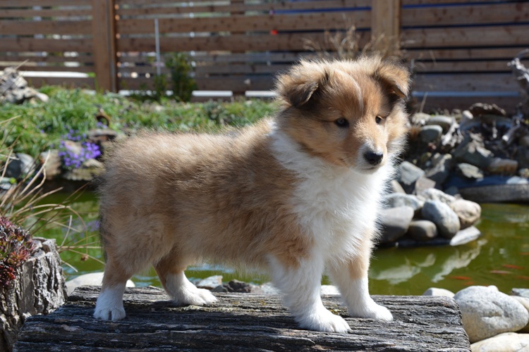 Naši mladički pitt 150329 08