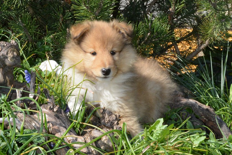 Naši mladički polo 150329 05