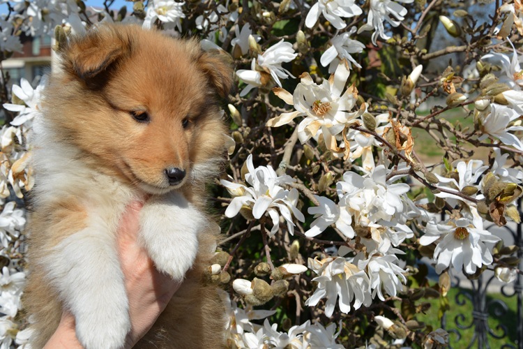 Naši mladički polo 150329 08