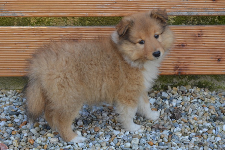 Naši mladički polo 150329 12