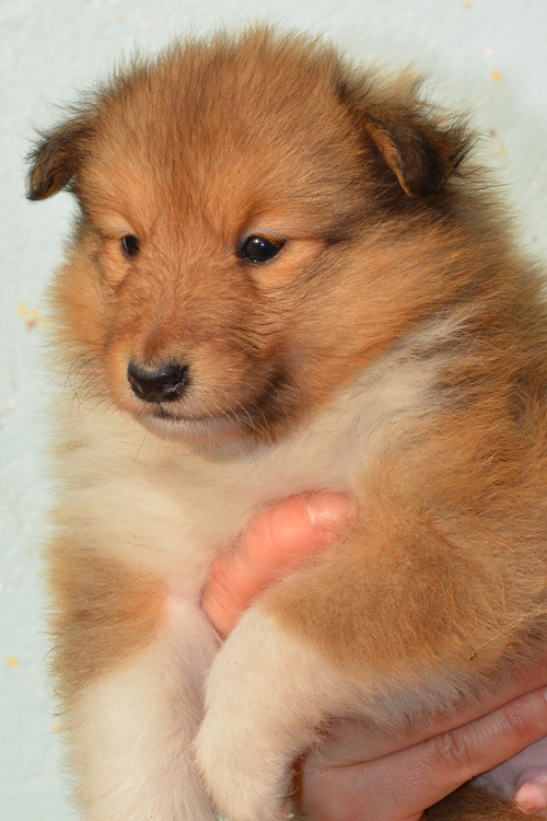 Naši mladički polo 1