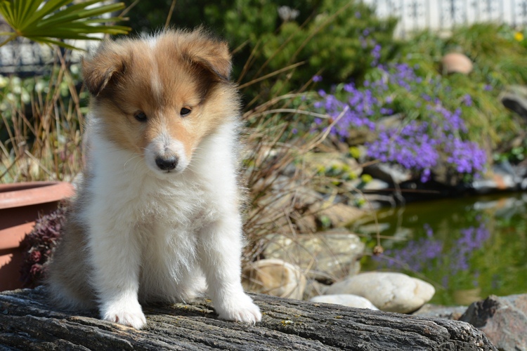 Naši mladički presley 150329 06