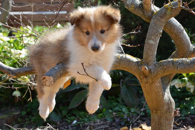 Naši mladički presley 150329 13