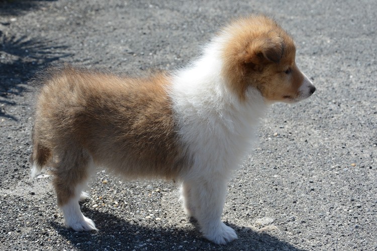 Naši mladički presley 150329 17