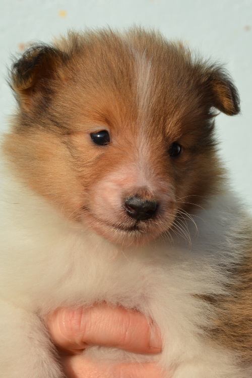 Naši mladički presley 1