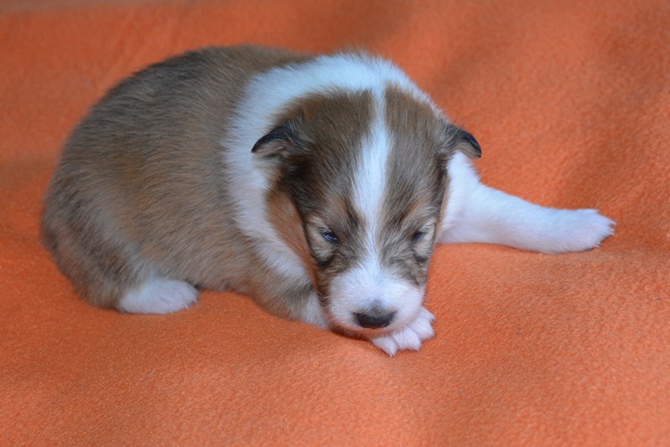 Naši mladički risk 1