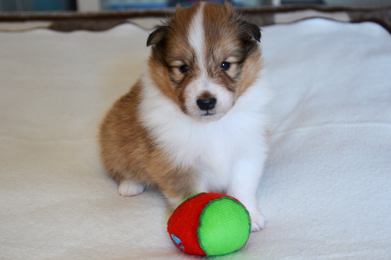 Naši mladički risk 2