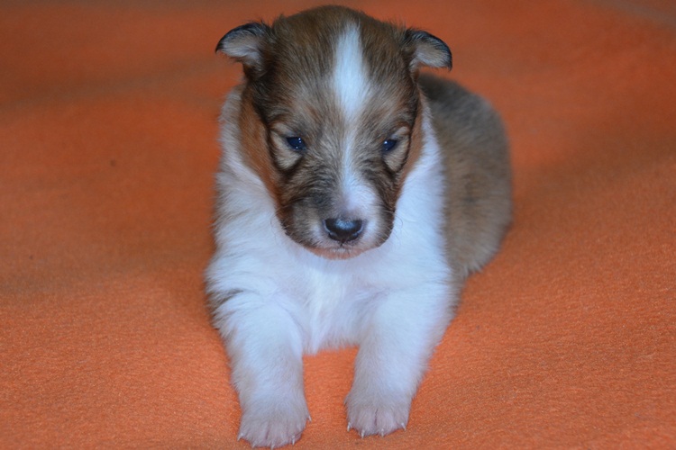 Naši mladički river 1