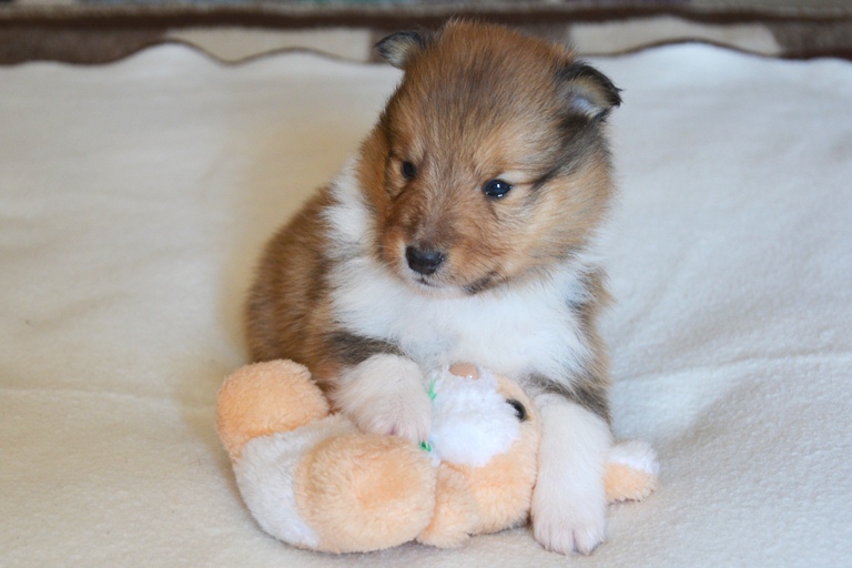 Naši mladički roko 2