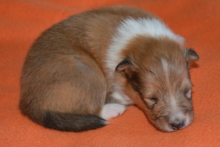 Naši mladički rumi 1