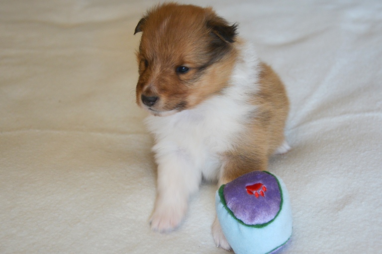 Naši mladički rumi 2