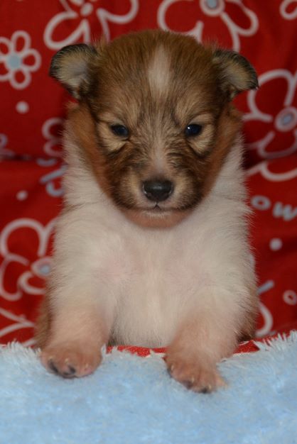 Naši mladički zana 211226 04 1