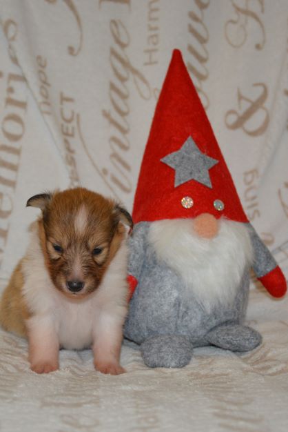 Naši mladički zana 211226 05 1