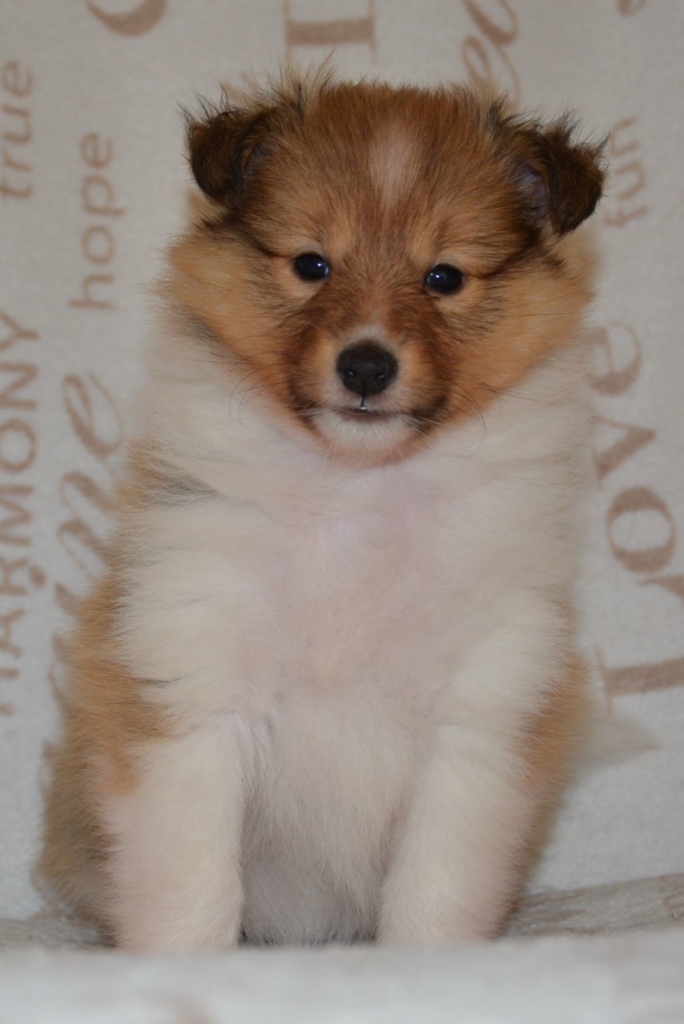 Naši mladički zana 3 684x1024