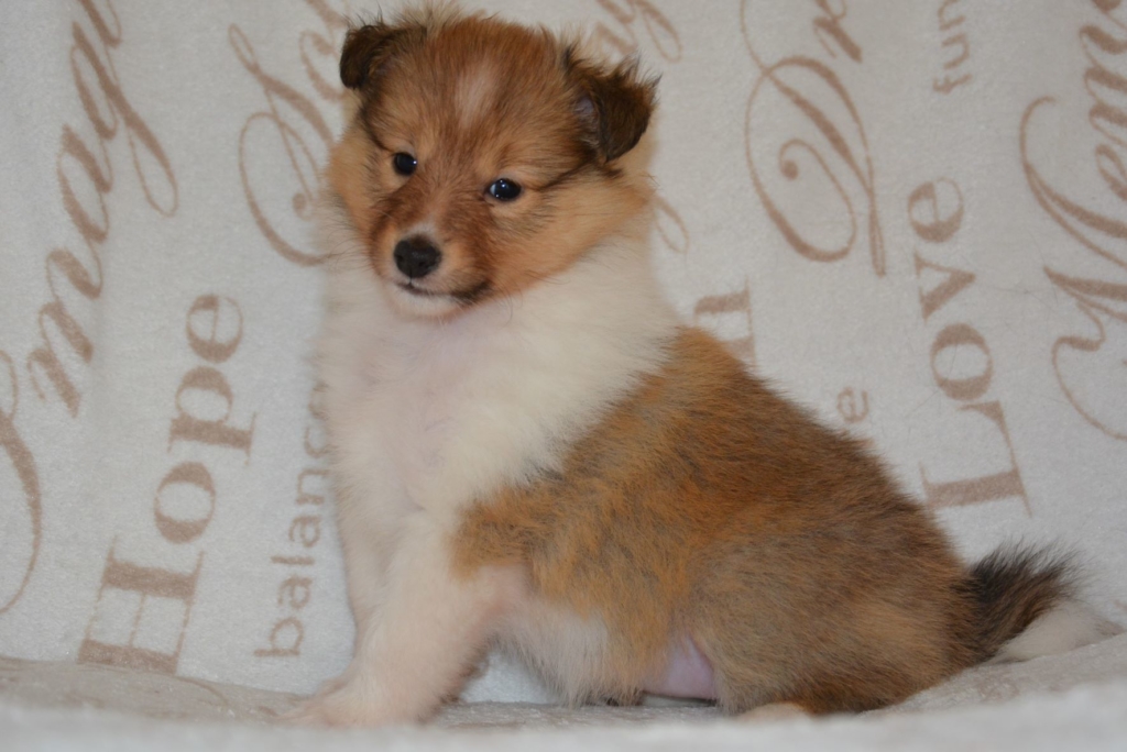 Naši mladički zana 4 1024x684