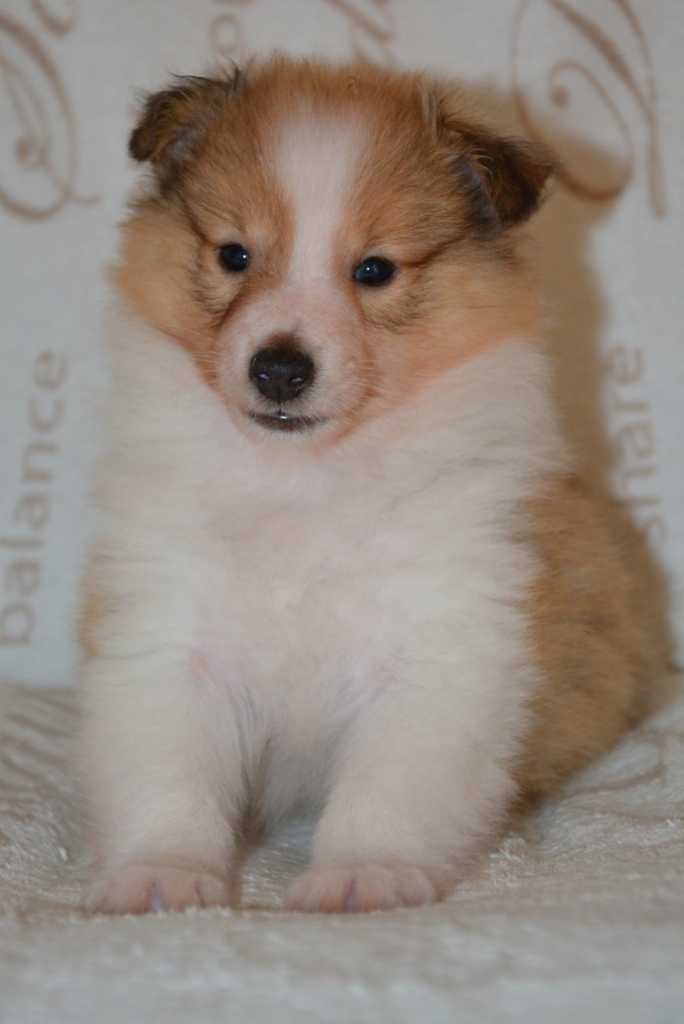 Naši mladički zen 3 684x1024