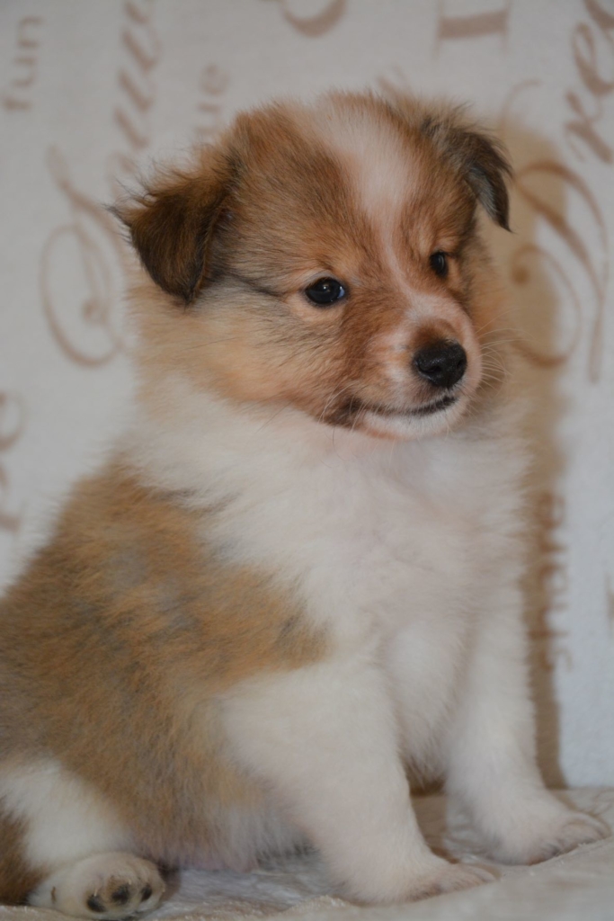 Naši mladički zulu 3 683x1024