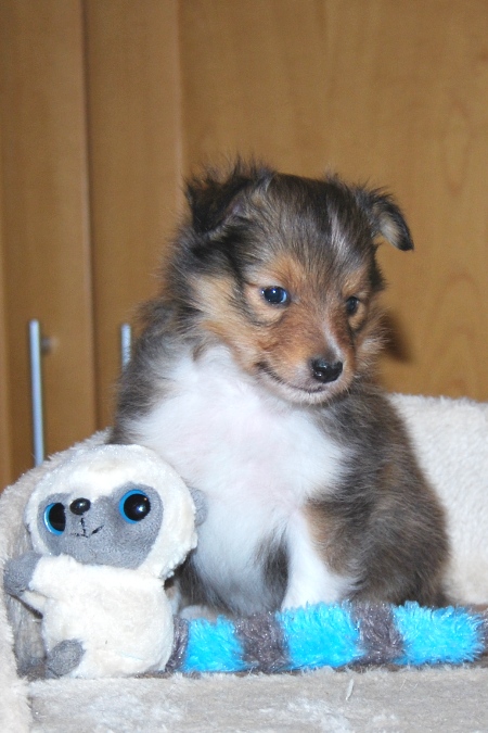 Naši mladički lantis 1