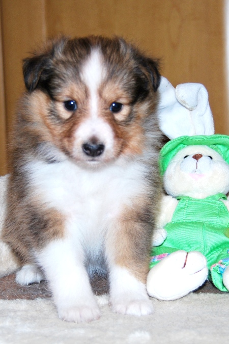 Naši mladički lira 1