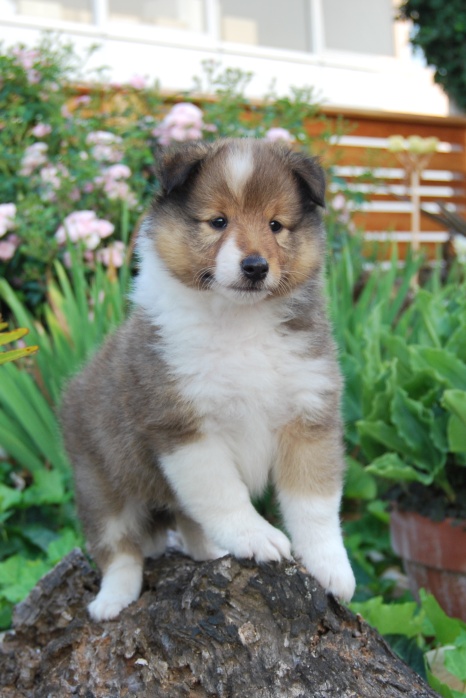 Naši mladički mik 1